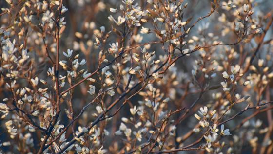 serviceberry plant in blossom