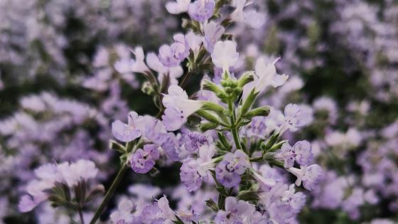 catnip flowering in purple