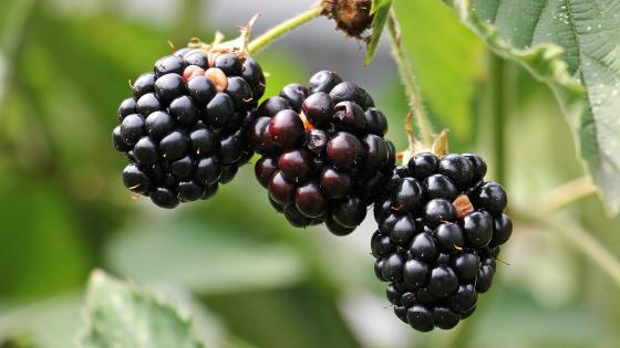 blackberries on plant, ripe