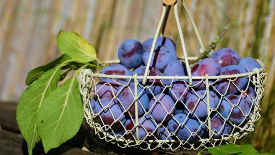 plums in white wire basket