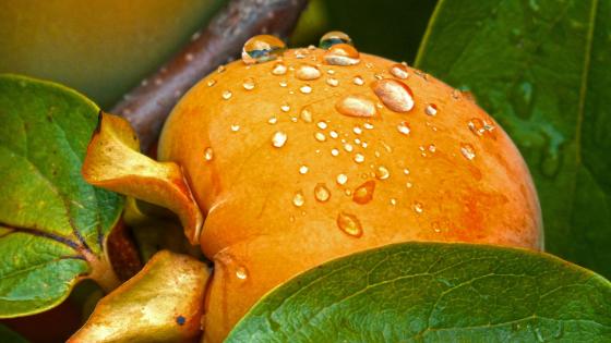 closeup of persimmon with dew, leaves in foreground