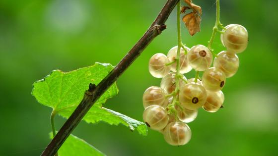 gooseberry cluster hanging on branch with leaves in background