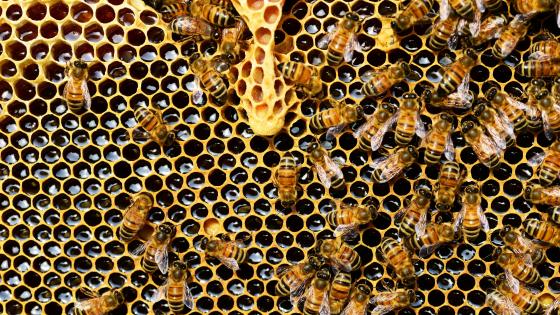 bees on comb full of honey