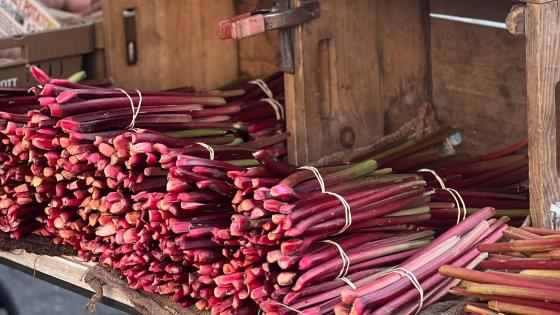 rhubarb on stand for sale