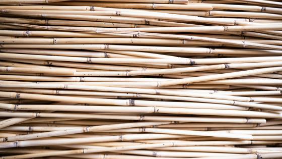 dried bamboo in a pile