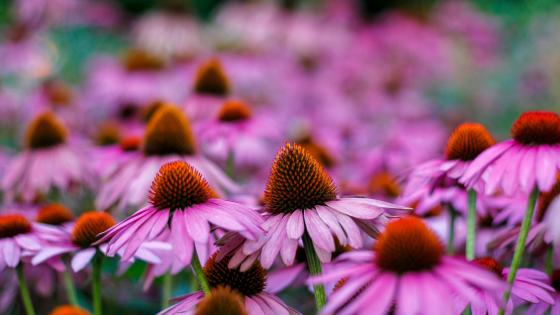 field of echinacea close-up