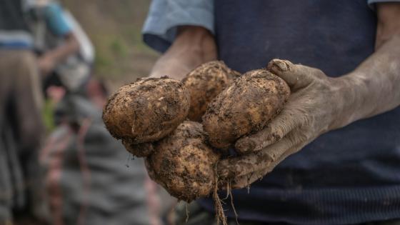 hands holding dirty potatoes