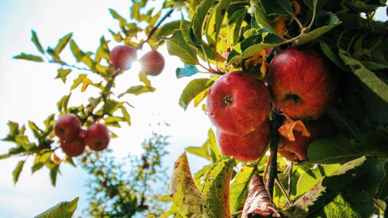 apples growing on a tree branch