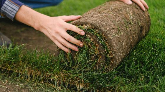 roll of sod with person's hands rolling it out