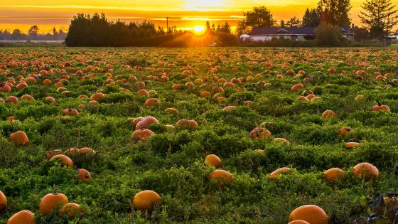 pumpkins in field at sunset