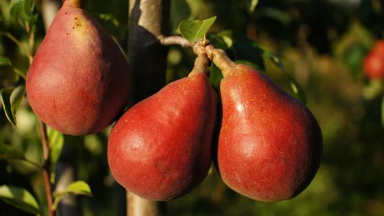 cluster of pears on branch in front of leaves