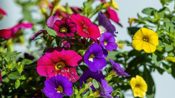 petunias in pink, purple, and yellow