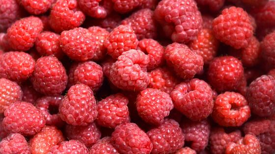 closeup of pile of red raspberries