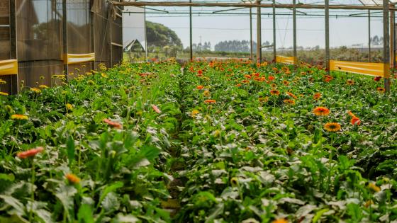 flowers on benches inside greenhouse