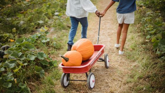 two people pulling a red wagon with two pumpkins inside