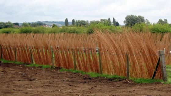 willows drying in field