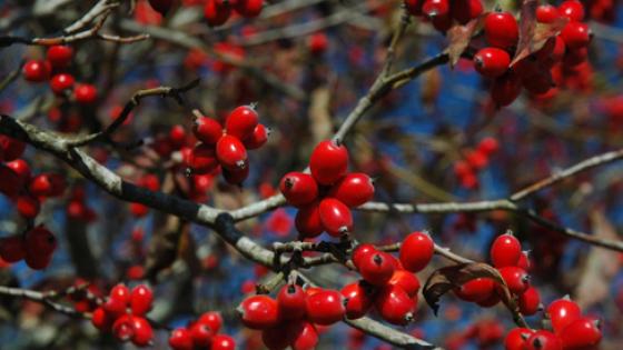 dogwood branches with berries on them