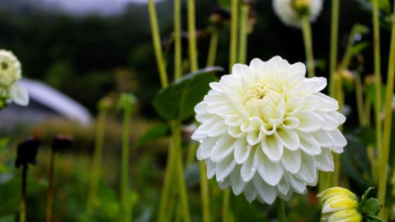 white dahlia in front of other stems and farm