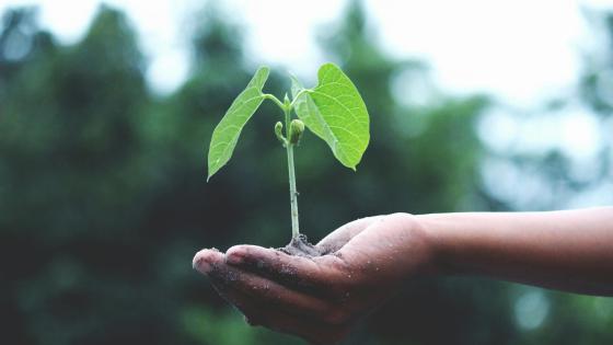 hand holding seedling