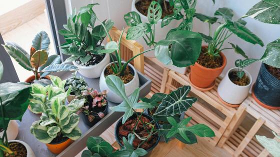 houseplants and potted plants on bench