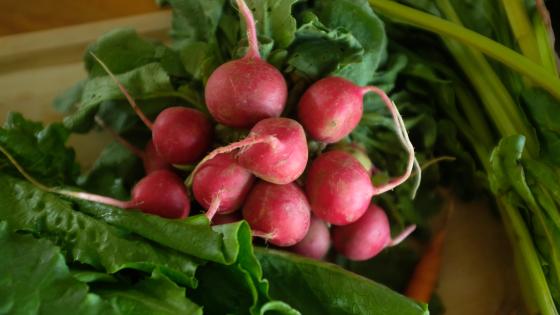 radish bunch on table