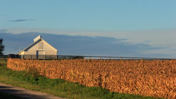 The sun rose on drying cornfields on near a barn Spindletop Farm.