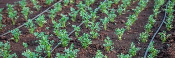 Greens growing in field with drip tape