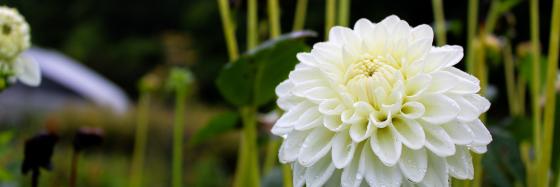 white dahlia in front of other stems and farm