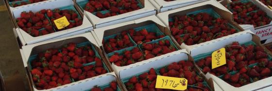 strawberries in boxes stacked on pallets