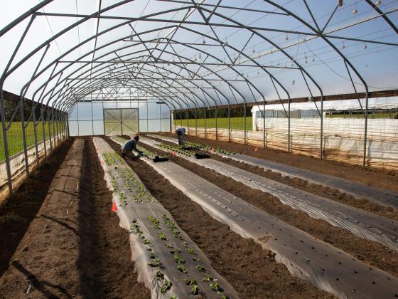 people working on black plastic mulch beds inside high tunnel